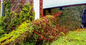 Vines