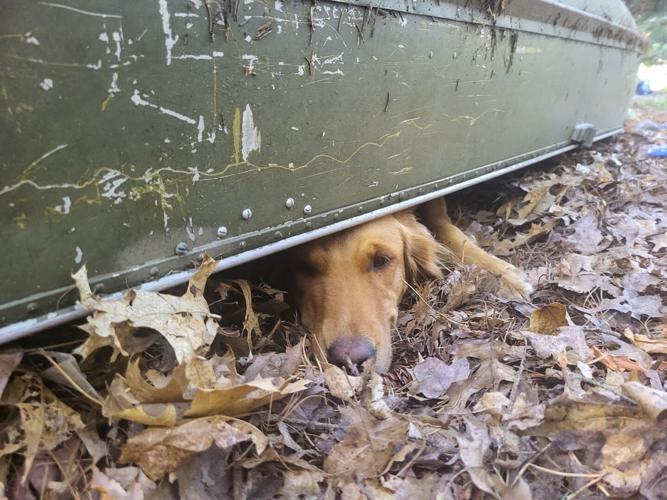 Red under canoe