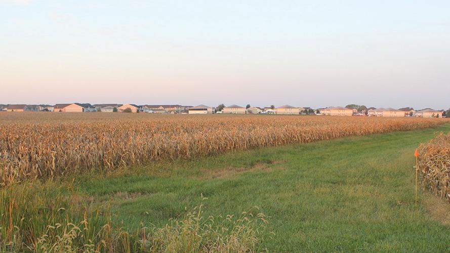 Houses near cornfield