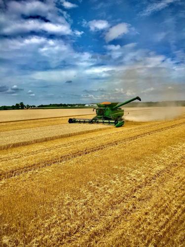 Danny Rubin wheat farmer in Illinois