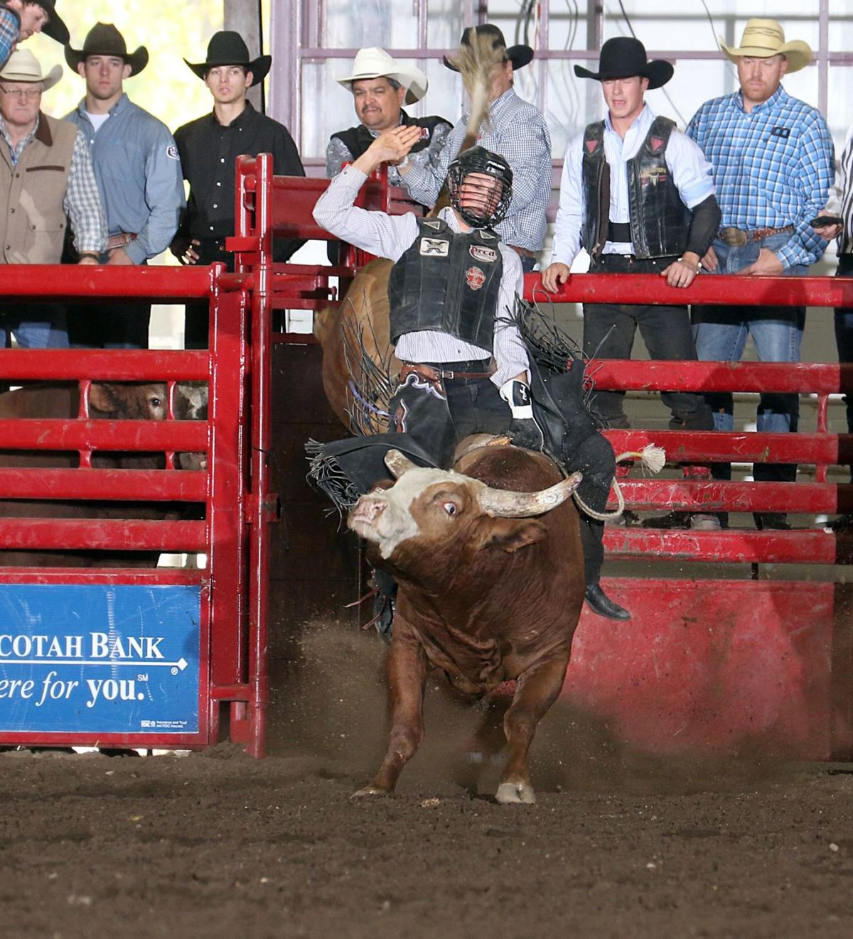 Rodeo Leading The Pack In Minot State Regional Agupdate Com