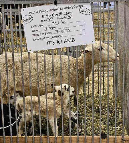 sheep Iowa State Fair