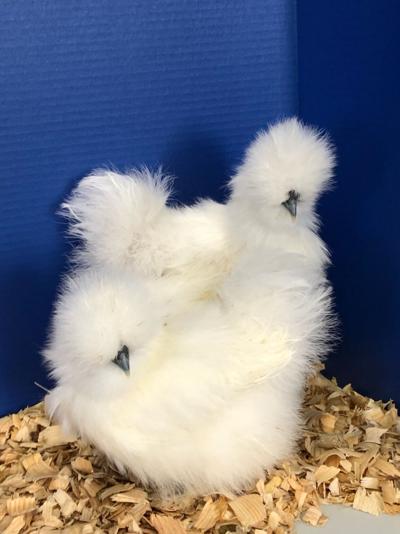 Friendly, cuddly birds: Silkies have many unique qualities