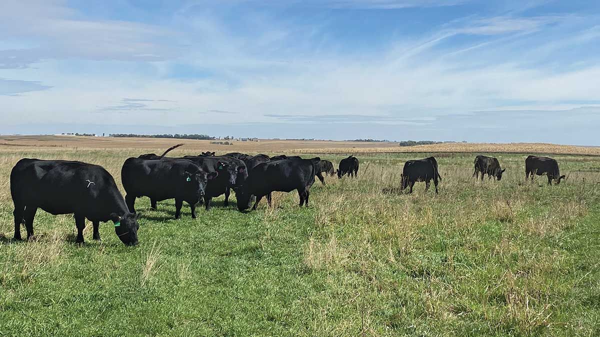 Robbins cattle grazing on cover crop