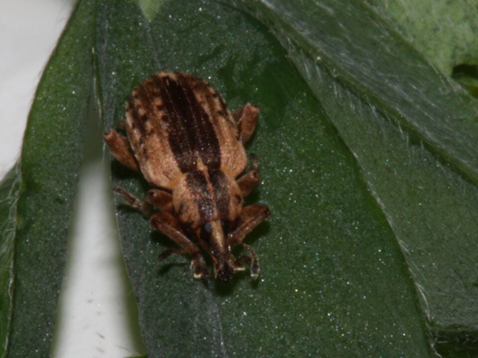 Scout now: Warm spring brings alfalfa weevils out early