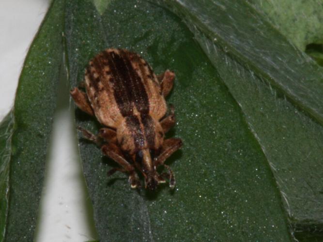 Alfalfa weevils (1).jpg