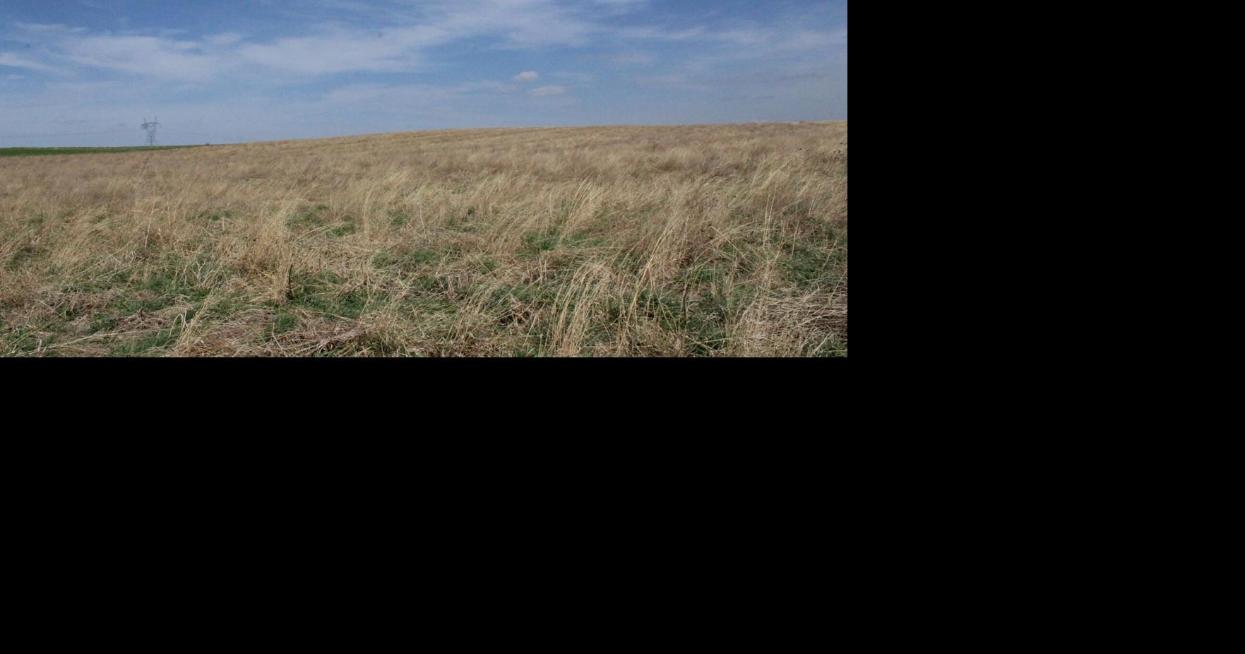 Back to grass: Focused on conservation, Midwest farmers return cropland to prairie state