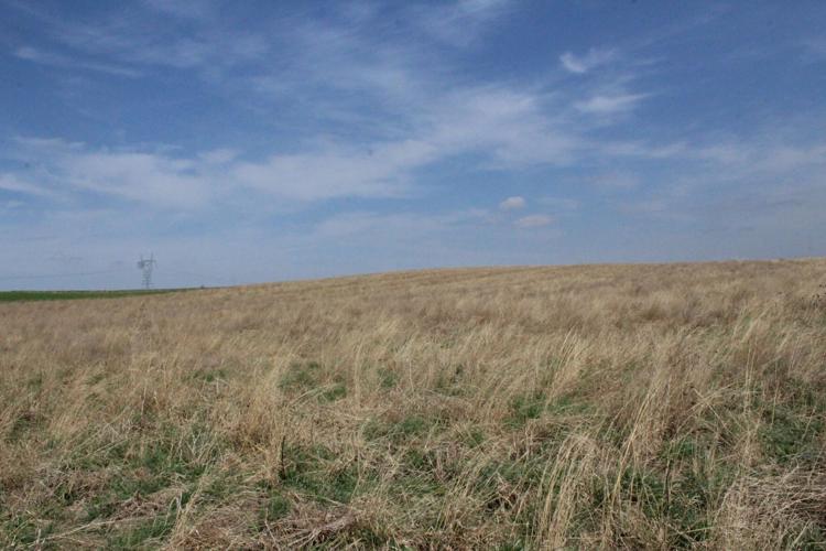 Grassland restoration (7).JPG