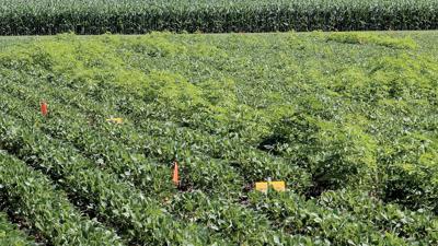 weed control