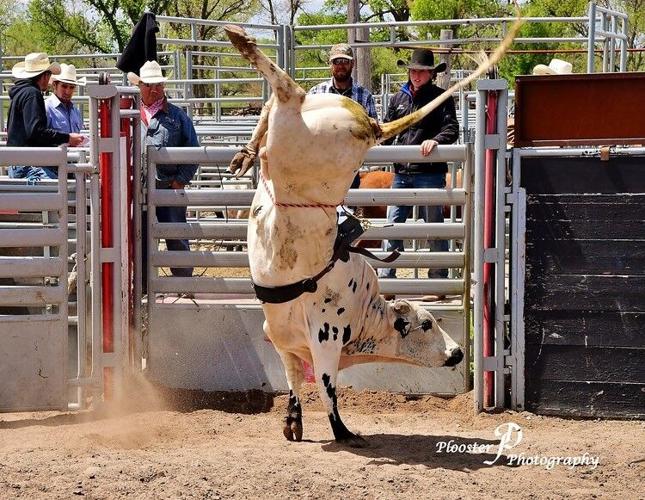 Rodeo bulls (6).jpg