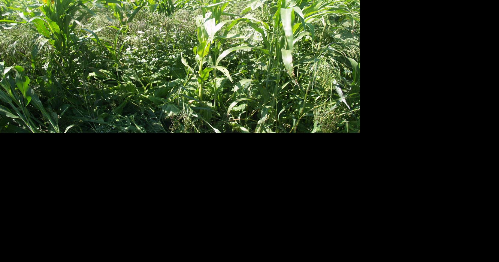 Scientists present research at NDSU Cover Crop Summit