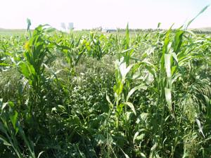 Scientists present research at NDSU Cover Crop Summit