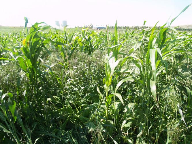 Cover crops