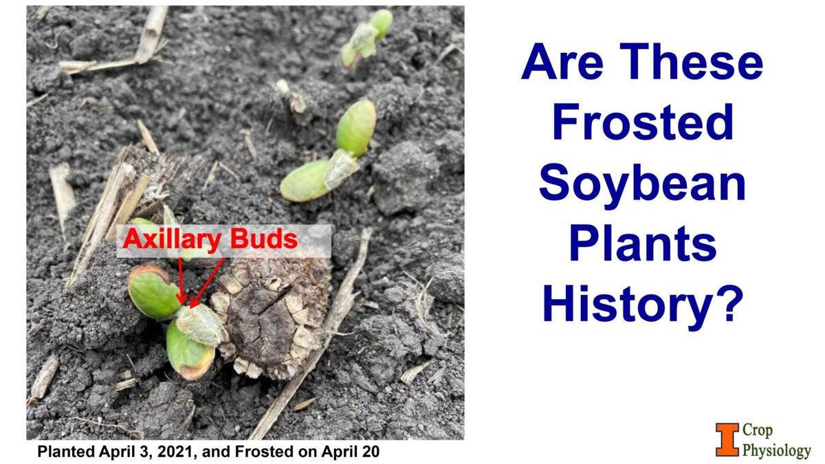 Frosted soybean plants
