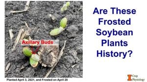 Frosted soybean plants