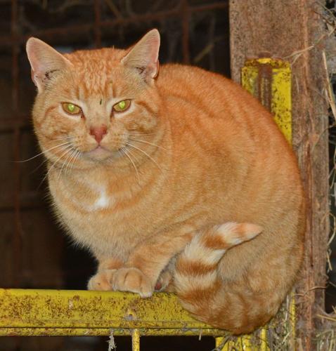 cat attempts to stay warm