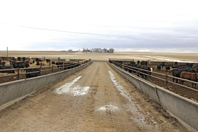 Cattle feed yard