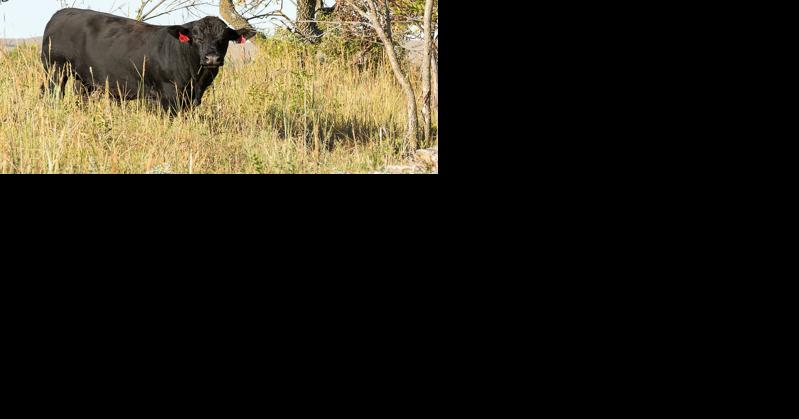 Using EPDs to make breeding decisions - Vimarsana News