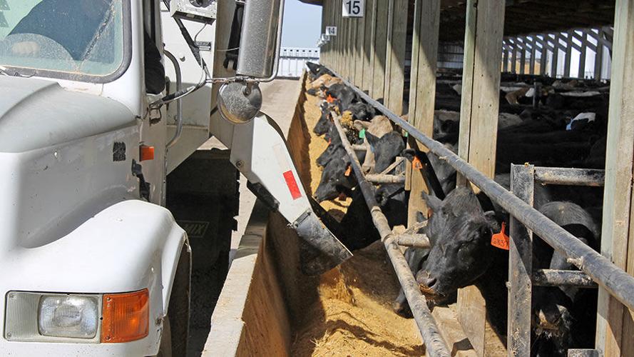 Beef cattle fed by truck technology