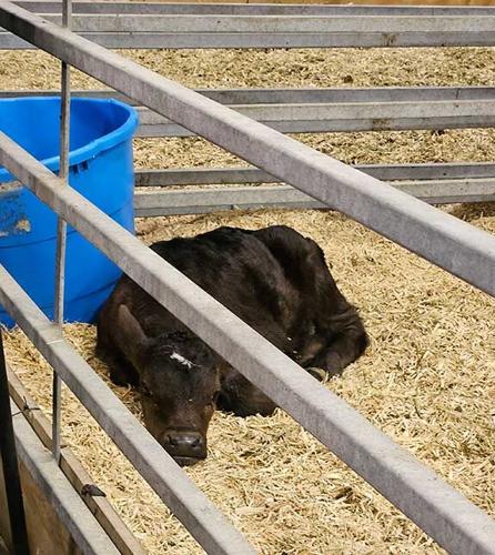 calf Iowa State Fair