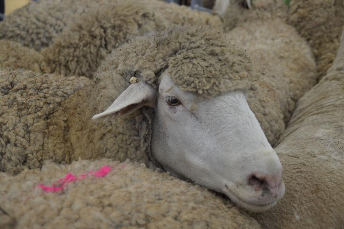 CO Lamb Processors PIC 1003ks