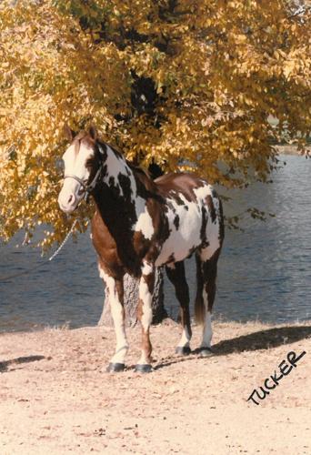 Horse Breeds American paint 1.jpg