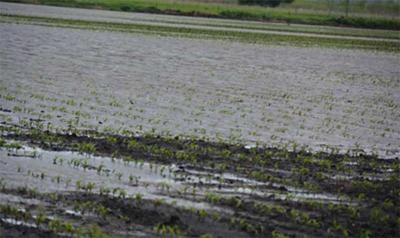 Flooded field