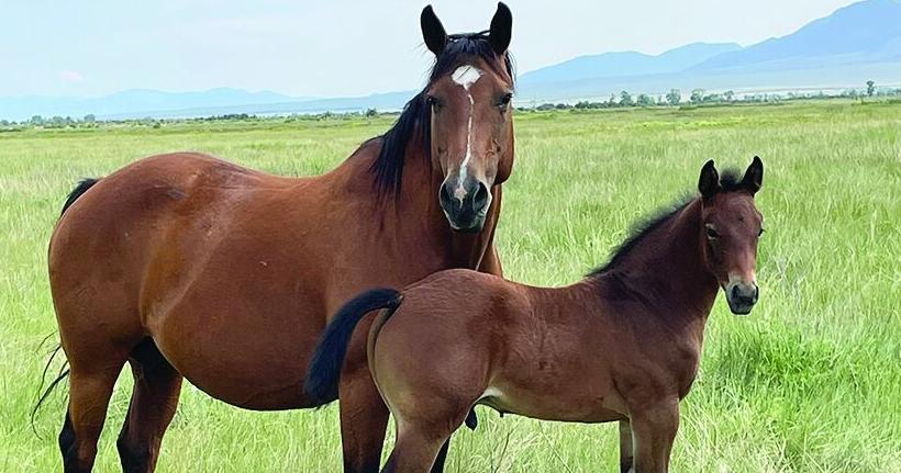 Online stallion directory makes equine breeding decisions easier