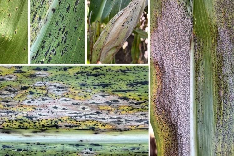 Tar spot