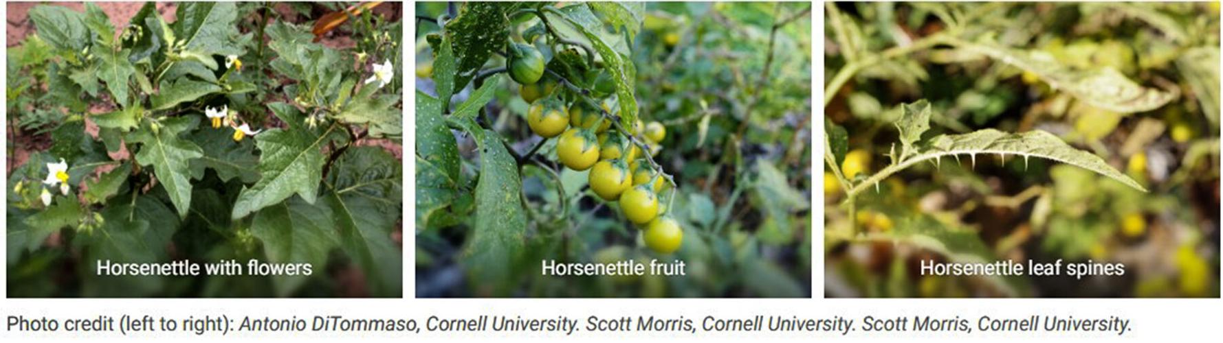 Horsenettles