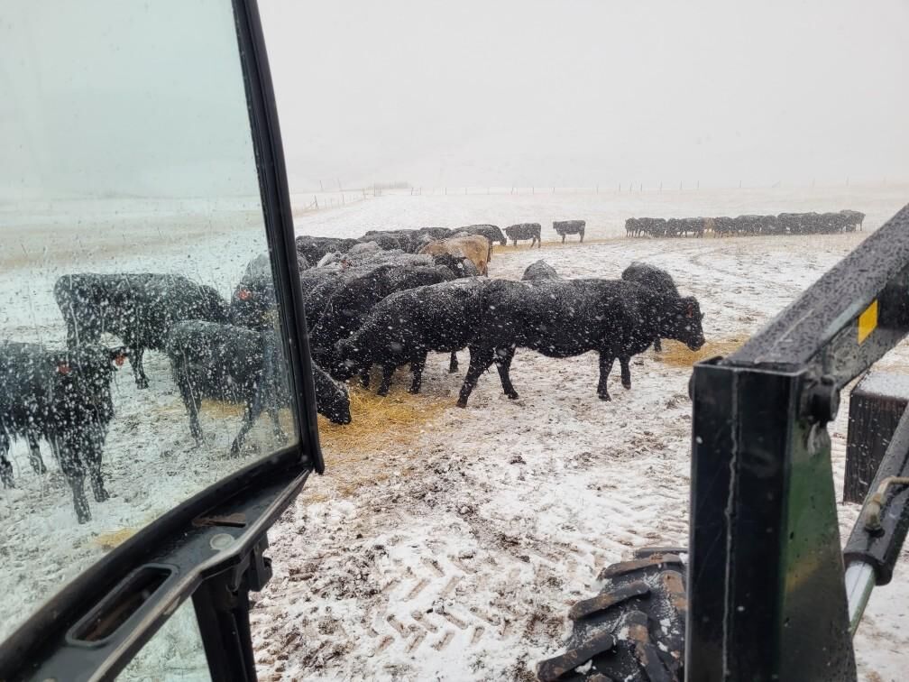 Surface water recharged at Liebert ranch in late January
