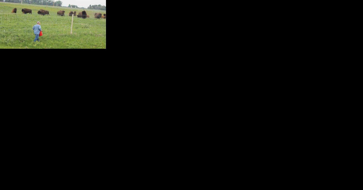Prairie increasingly rare across North America - Vimarsana News