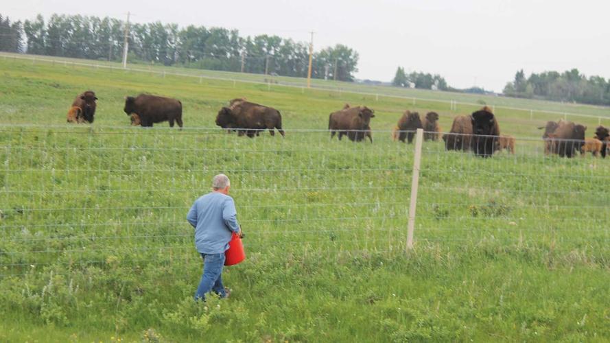 Bison grazing on grasslands near Olds, Alberta