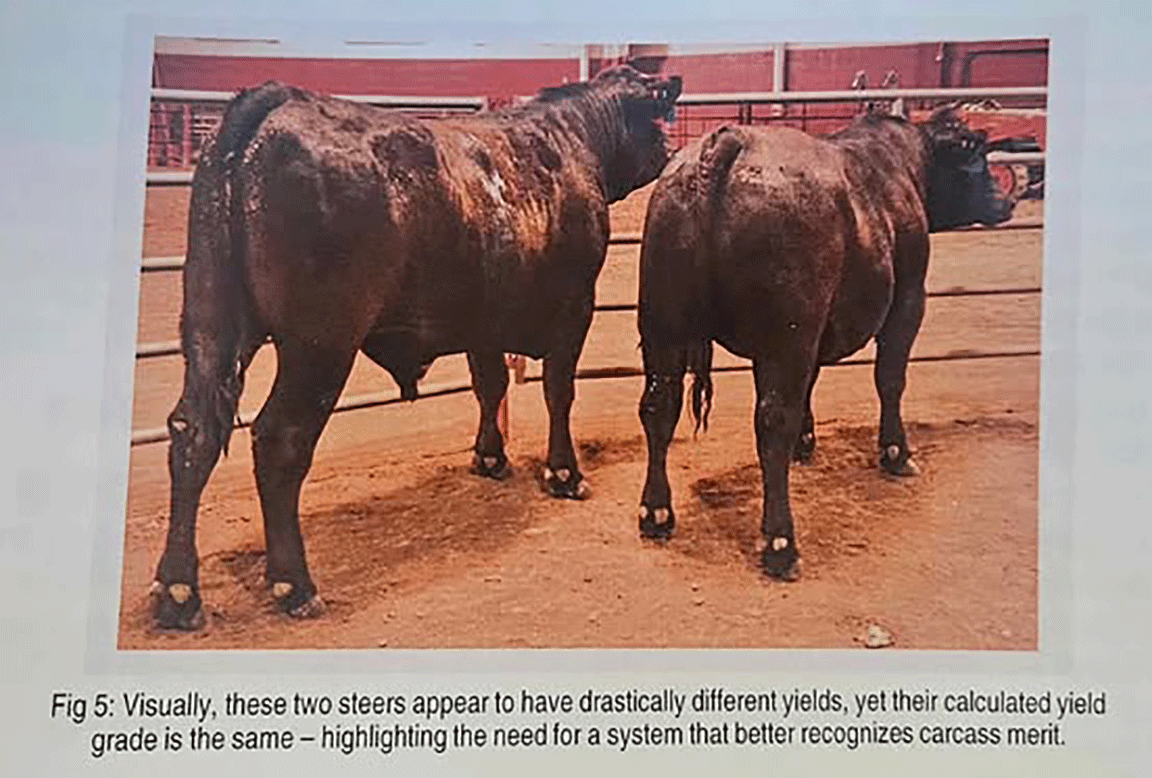 beef size comparison