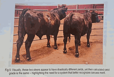 beef size comparison