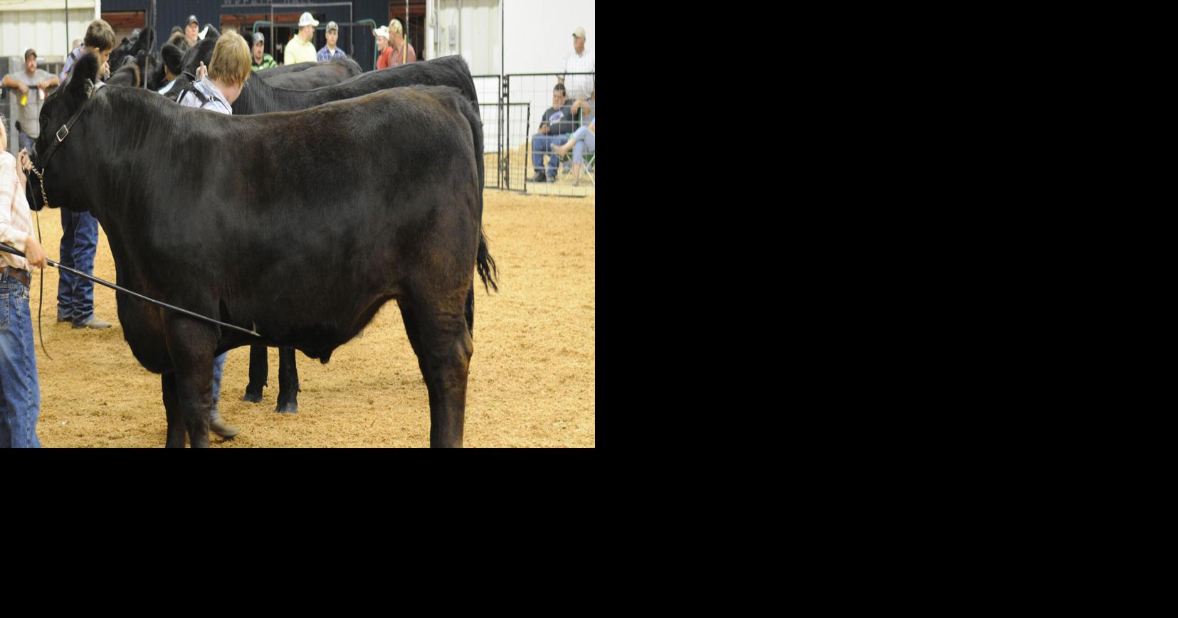County Fair