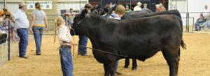 It’s fair season: Keep animals cool at county shows