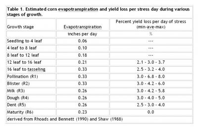 Corn pollination: Bring on the rain!