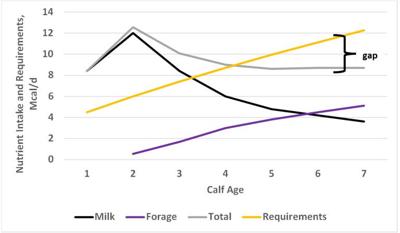 Calf growth model