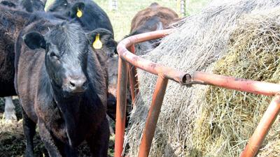 Cattle at hay feeder