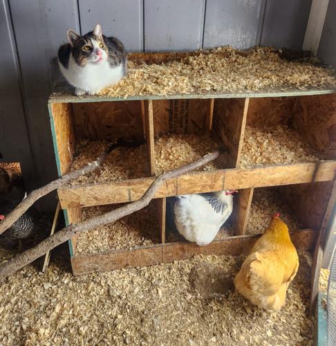 Farm Cat Corner
