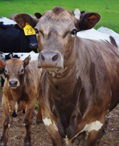 Murray Grey crossbred cow