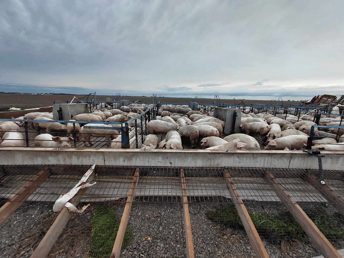 pig barn damaged by tornado