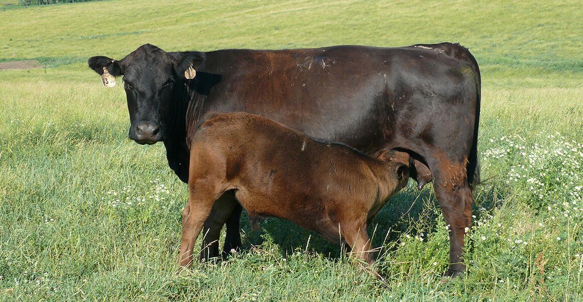 Cow-calf pair