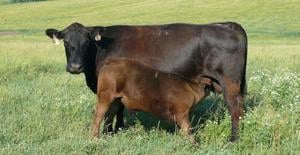 Boost second-calf success in young beef cows