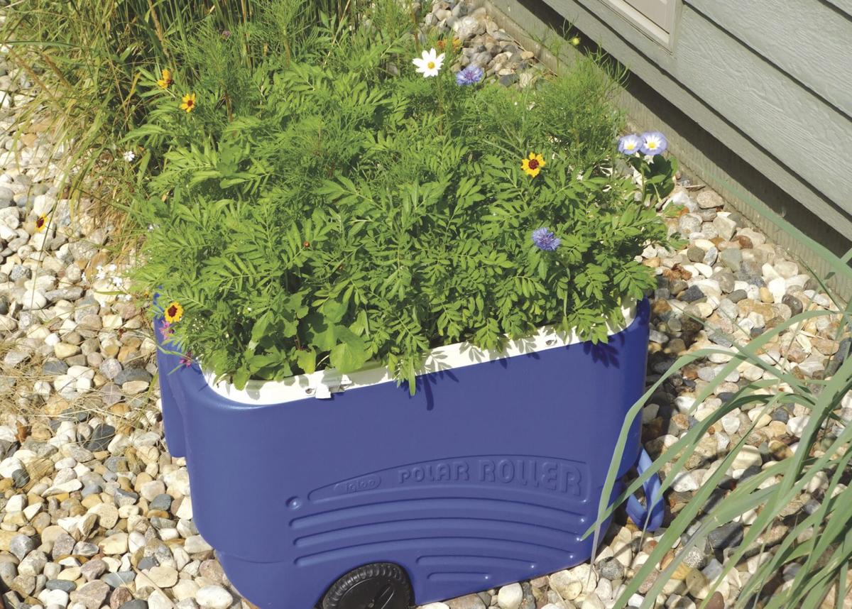 Garden in a cooler