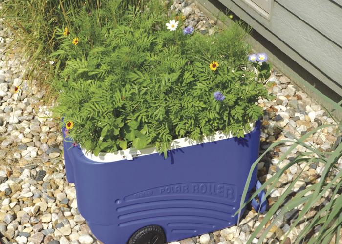 Garden in a cooler
