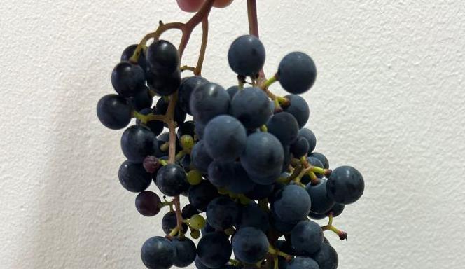Uneven ripening in grapes