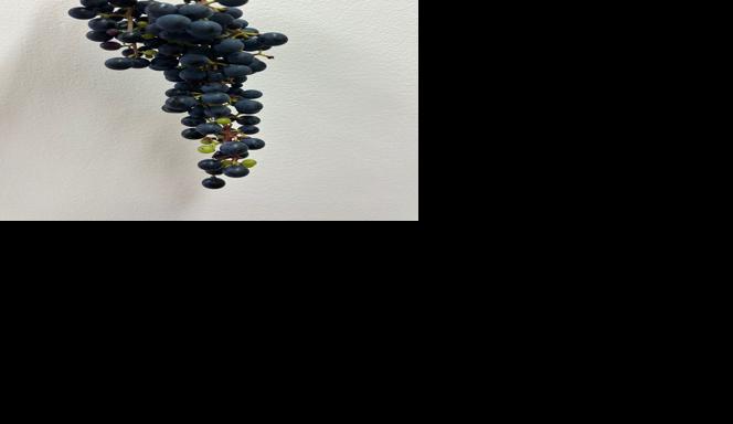 Uneven ripening in grapes