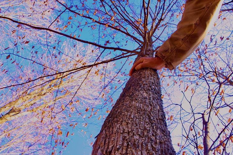 Ironwood tree